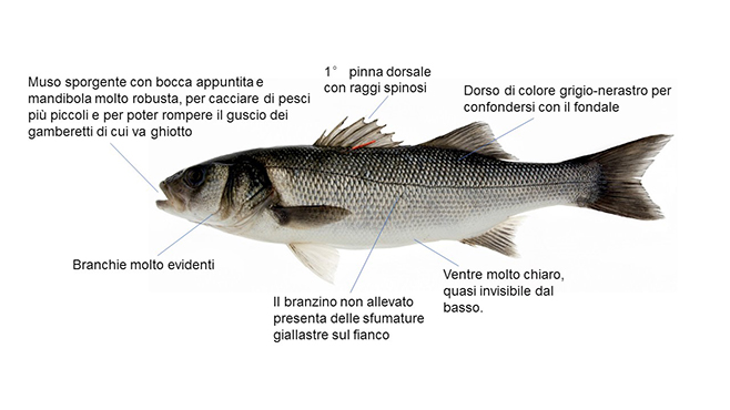 branzino web