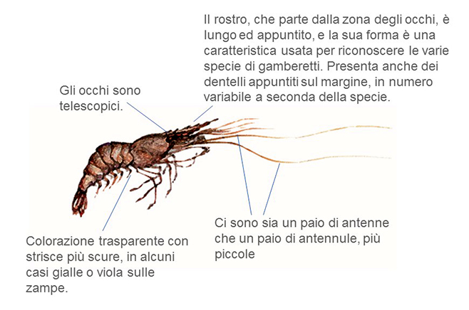 gamberetto web