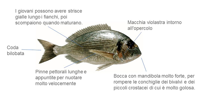 orata web