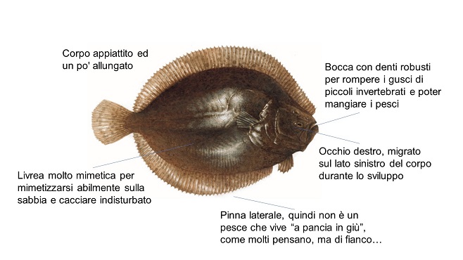 rombo liscio web2